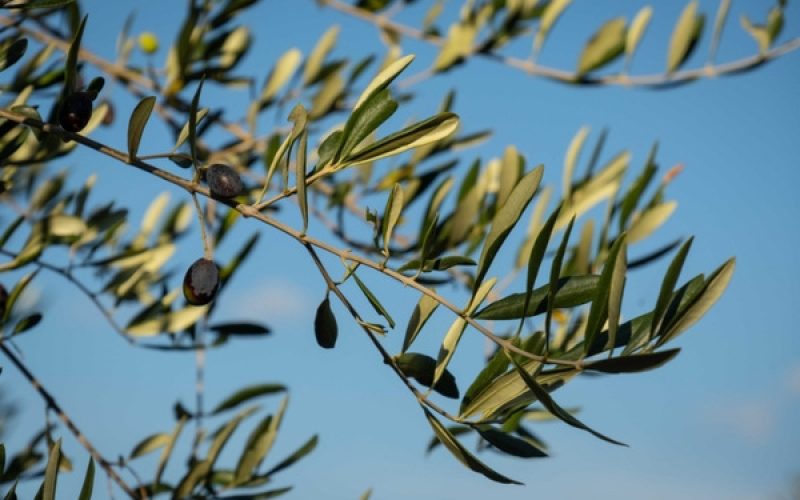 Olive Leaf Extract: Benefits, Uses, and Daily Wellness Support